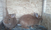 Кролики Климово