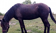 Рабочая лошадь Ишеевка