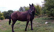 Рабочая лошадь Ишеевка