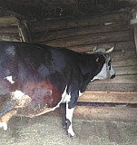 Корова Стерлитамак