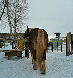 Лошадь Нижний Новгород