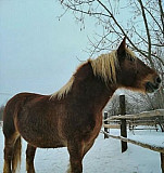 Лошадь Нижний Новгород