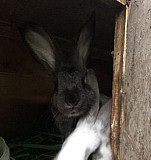 Кролик Пенза