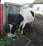 Корова чёрно-пестрая Давлеканово