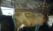 Коровы Бузулук