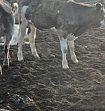 Телки полтора года, пол года и коровы на мясо Высоцкое