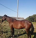Продам лошадь Абадзехская