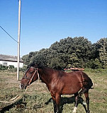Продам лошадь Абадзехская