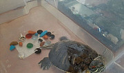 Черепаха Пермь