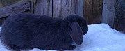 Кролики.Французские бараны.Разного возраста Рузаевка