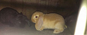 Кролики.Французские бараны.Разного возраста Рузаевка