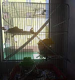 Карликовые крысы (мальчик и девочка) Мурманск