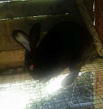 Кролик Хабез