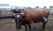 Корова с телятами Татарка