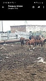 Лошади Муслюмово