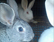 Кролики белый и серый великан продам Великий Новгород