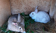 Кролики белый и серый великан продам Великий Новгород
