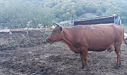 Корова Карачаевск