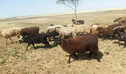 Овцематки, Ярки Александровка