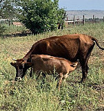 Корова с теленком Икон-Халк