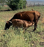 Корова с теленком Икон-Халк