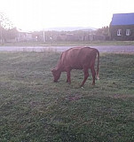 Корова с бычком Исправная