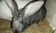 Кролики Поспелиха