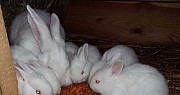 Кролики Белый Паннон Лодейное Поле