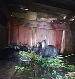 Кролики Соликамск