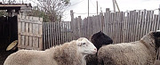 Романовская овца с ягнятами Набережные Челны