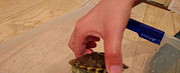 Черепаха Грозный