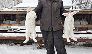 Кролики порода "Белый великан" Глебовский