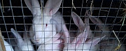Кролики порода "Белый великан" Глебовский