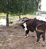 Корова Кулебаки