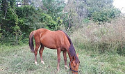 Лошадь Зубутли-Миатли