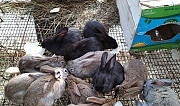 Кролики Кострома