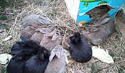 Кролики Кострома