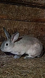 Кролик Урюпинск