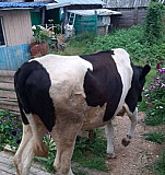 Корова Синдор