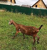 Продаётся коза, козел и козлик Лебяжье