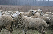 Овцы и барашки Богатые Сабы