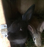 Кролики мясной породы Лесной Городок