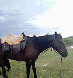 Лошадь Эркин-Шахар