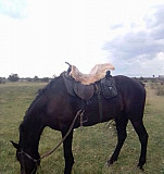 Лошадь Эркин-Шахар