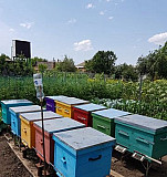 Ульи с пчелами Марьянская