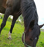 Лошадь Дугулубгей
