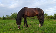 Лошадь Дугулубгей