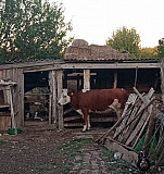 Корова Большая Орловка
