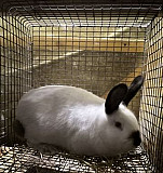 Кролики калифорнийские Волгоград