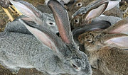 Кролики Армавир